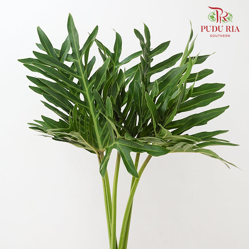 Philodendron Selloum 春羽蔓绿绒 - (Per Bundle)