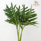 Philodendron Selloum 春羽蔓绿绒 - (Per Bundle)