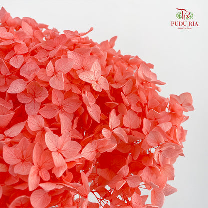 Preservative Hydrangea - Coral / Per Stem