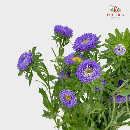 Aster 翠菊 Purple - (Per Bundle)