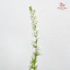 Delphinium Consolida White - ( Per Bundle)