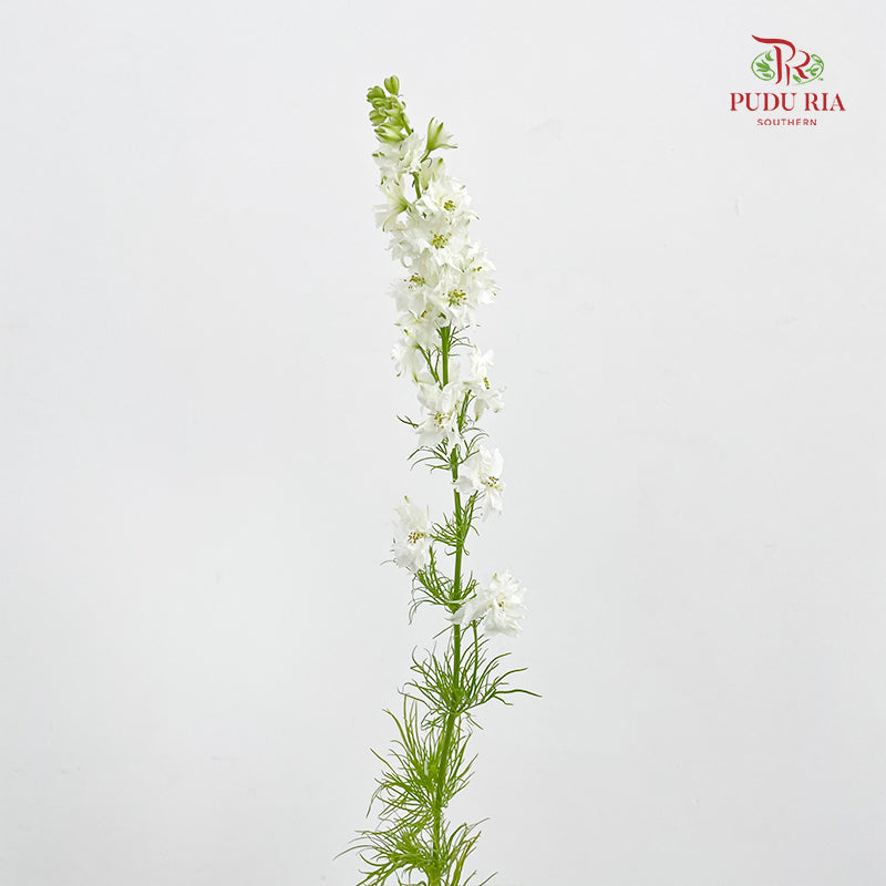 Delphinium Consolida White - ( Per Bundle)