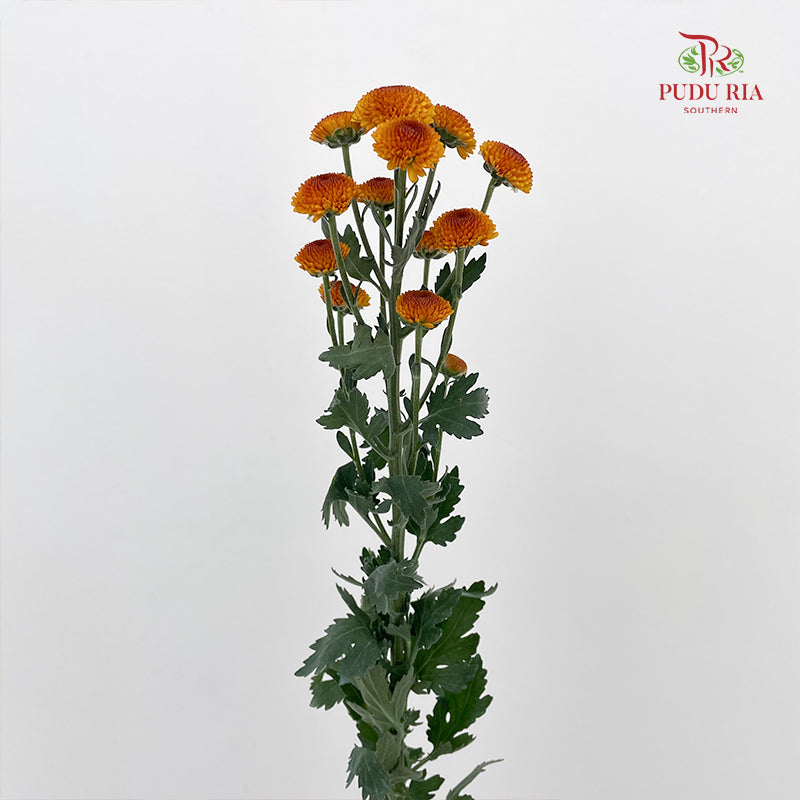 Chrysanthemum Pompom Button Orange - (10-12 Stems)