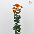 Chrysanthemum Pompom Button Orange - (10-12 Stems)