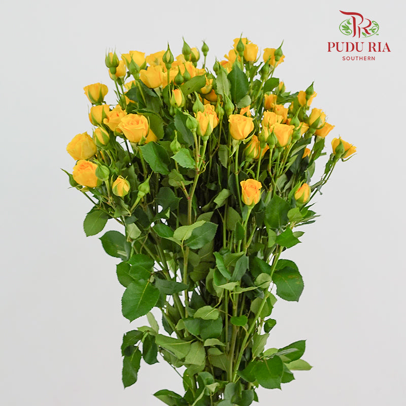 Rose Spray Yellow - (8-10 Stems)
