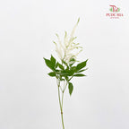 Astilbe White 落新妇 - (10 Stems)