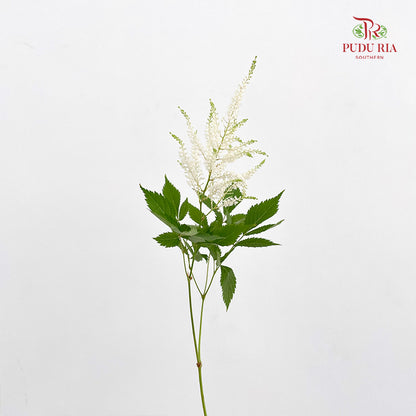 Astilbe White 落新妇 - (10 Stems)