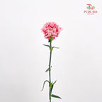 Carnation Candy Floss 棉花糖康乃馨 - (18-20 Stems)