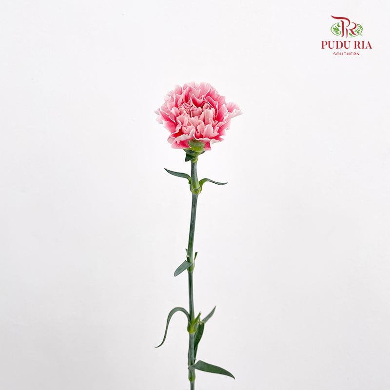 Carnation Candy Floss 棉花糖康乃馨 - (18-20 Stems)