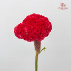 Celosia Red 鸡冠花 - (Per Stem)