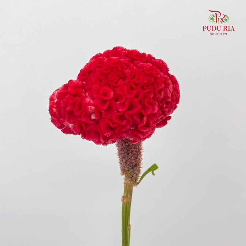 Celosia Red 鸡冠花 - (Per Stem)