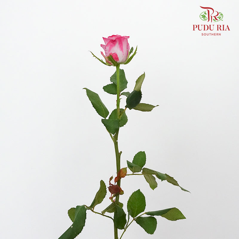Rose Magenta (19-20 Stems) - Pudu Ria Florist Southern