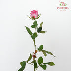 Rose Magenta (19-20 Stems) - Pudu Ria Florist Southern
