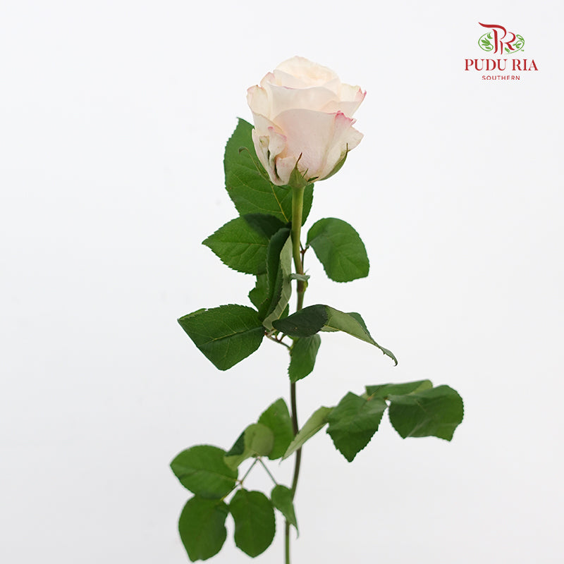 Rose Cynthia - (8-10 Stems)