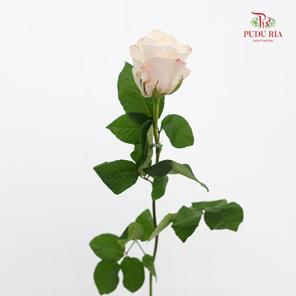 Rose Cynthia - (8-10 Stems)