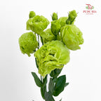 Eustoma Green 洋桔梗 - (12-15 Stems)