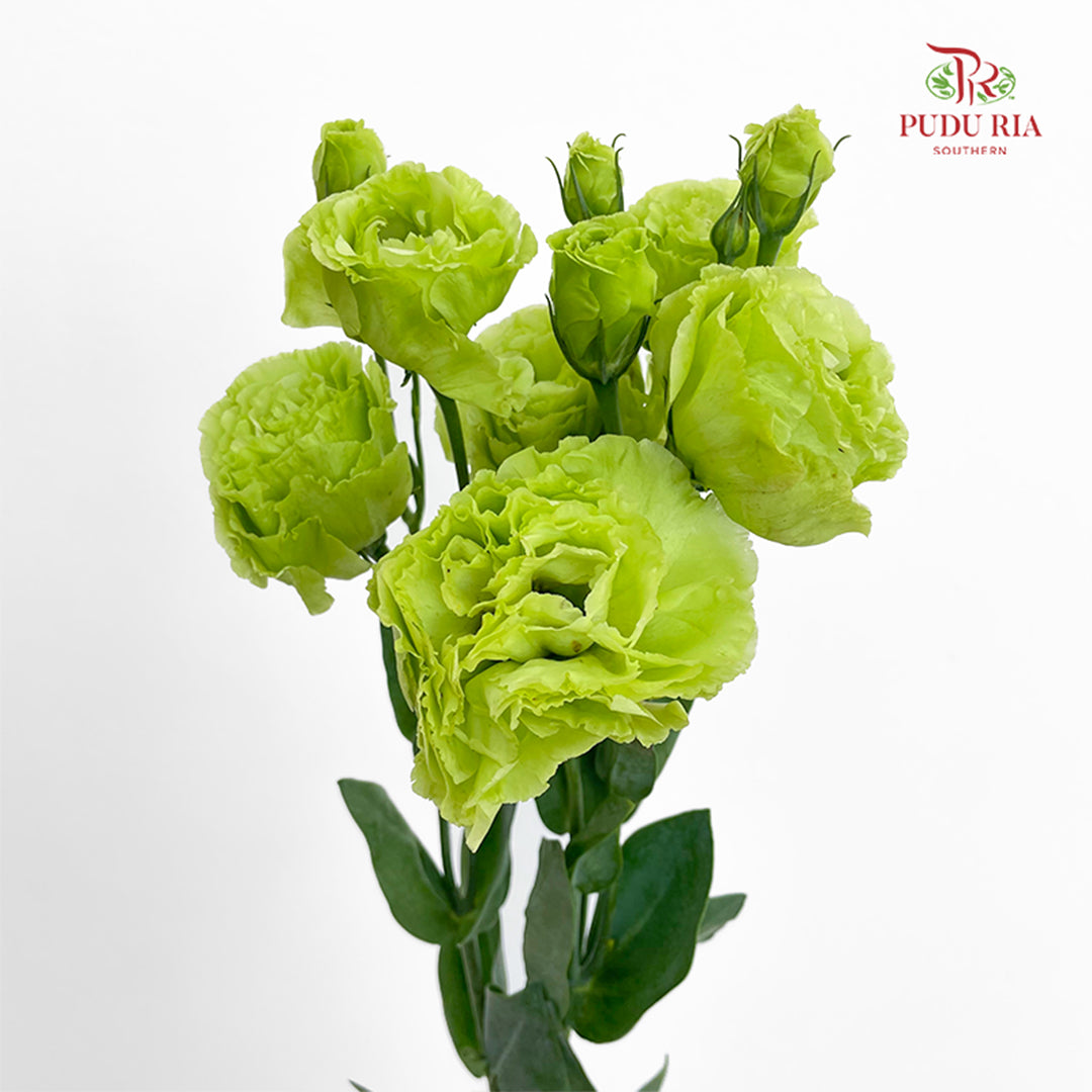 Eustoma Green 洋桔梗 - (12-15 Stems)
