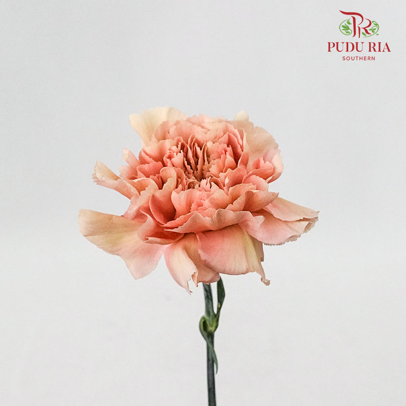 Carnation Vintage (8-10 Stems) - Pudu Ria Florist Southern