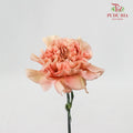 Carnation Vintage (8-10 Stems) - Pudu Ria Florist Southern