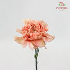 Carnation Vintage (8-10 Stems) - Pudu Ria Florist Southern