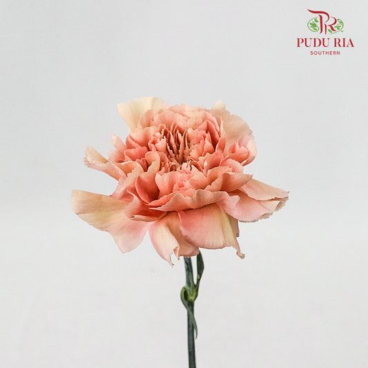 Carnation Vintage (8-10 Stems) - Pudu Ria Florist Southern