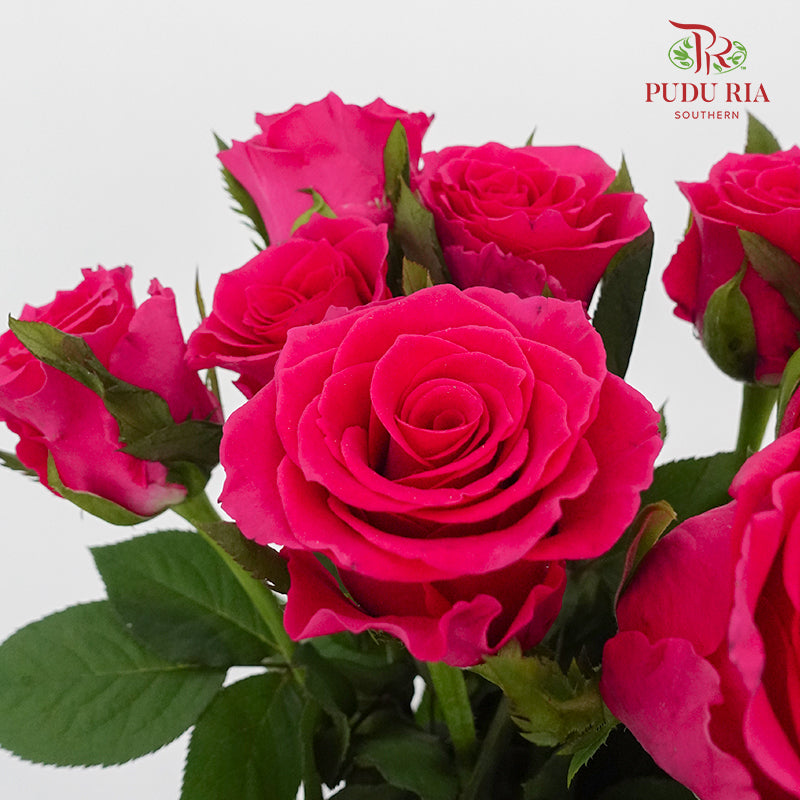 Rose Hot Pink  (8-10 Stems) - Pudu Ria Florist Southern