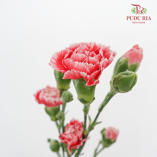 Carnation Spray Red/White (18-20 Stems) - Pudu Ria Florist Southern