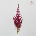Astilbe Red Wine 落新妇 - (4-5 Stems)