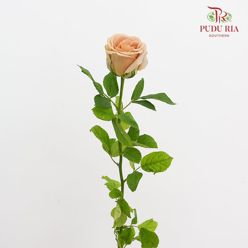Rose Toffee - (19-20 Stems)