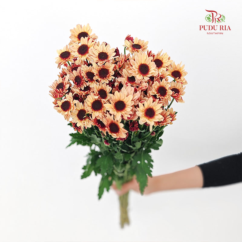 Chrysanthemum Pompom Daisy Champagne 2 - (10-12 Stems)