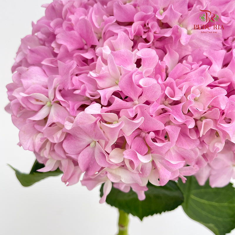 Hydrangea Pink Curly - (Per Stem)