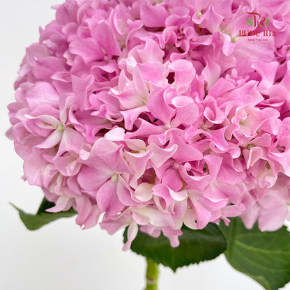 Hydrangea Pink Curly - (Per Stem)