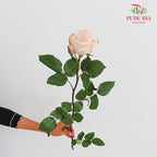 Rose Pomarosa - (15 Stems)