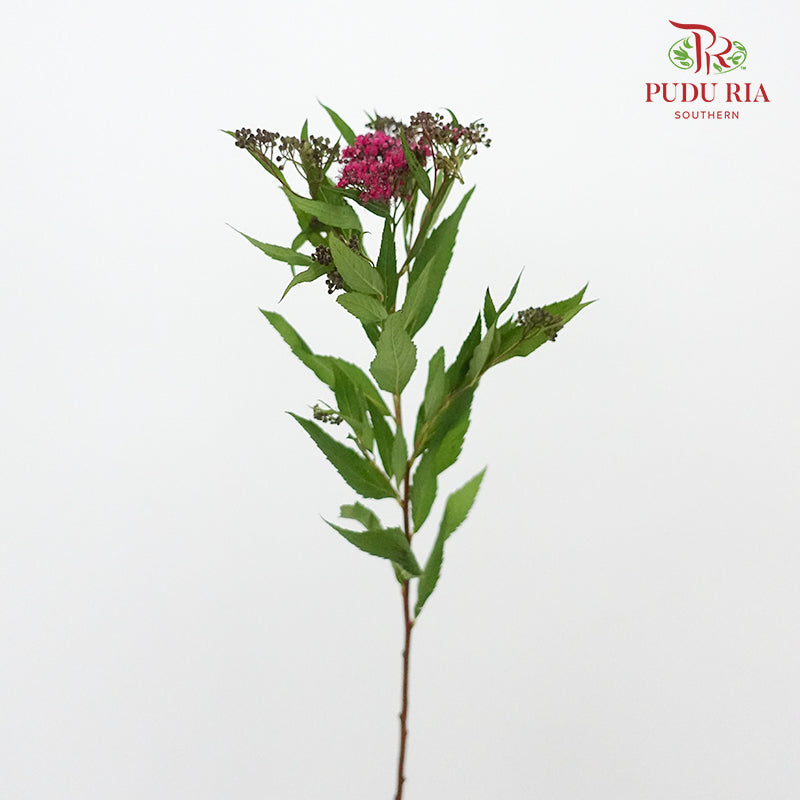 Spiraea Wild - Pudu Ria Florist Southern