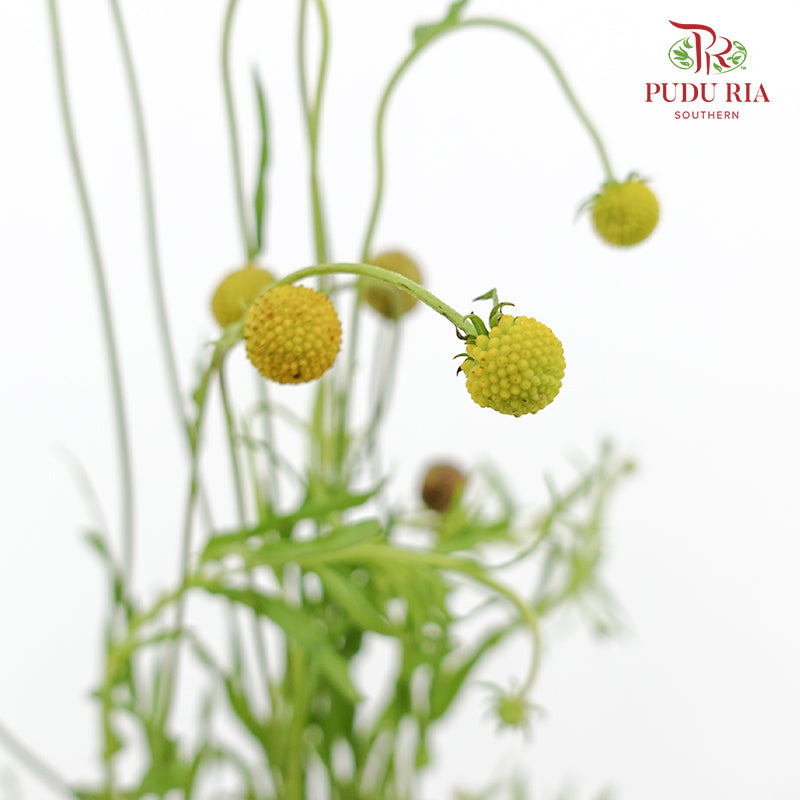Helenium Aromatica - (Per Bundle)