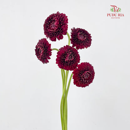 Gerbera Pomponi Mini Black Pearl - (5 Stems)