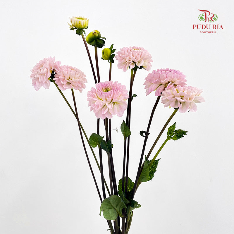 Dahlia Pink - (Per Bundle)