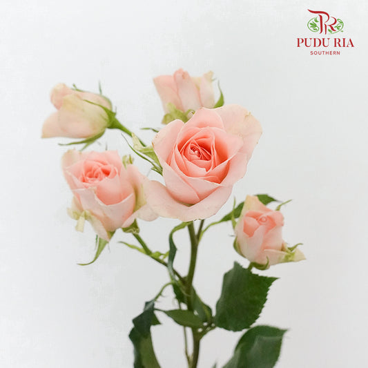 Rose Spray Light Pink (8-10 Stems) - Pudu Ria Florist Southern