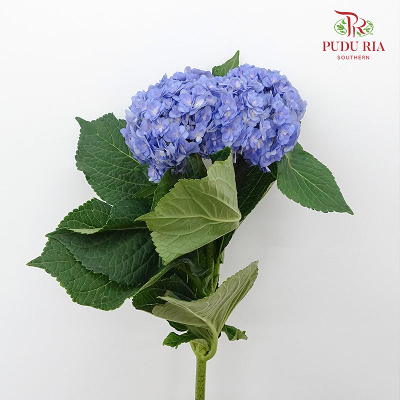 Hydrangea Multi Petals Blue / Per Stem - Pudu Ria Florist Southern