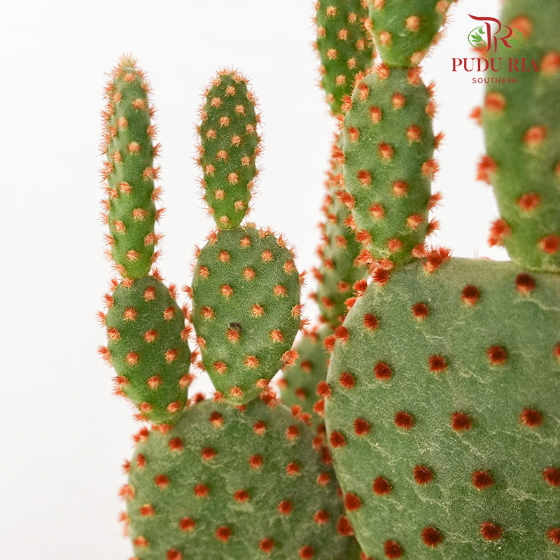 Cactus Mickey Mouse