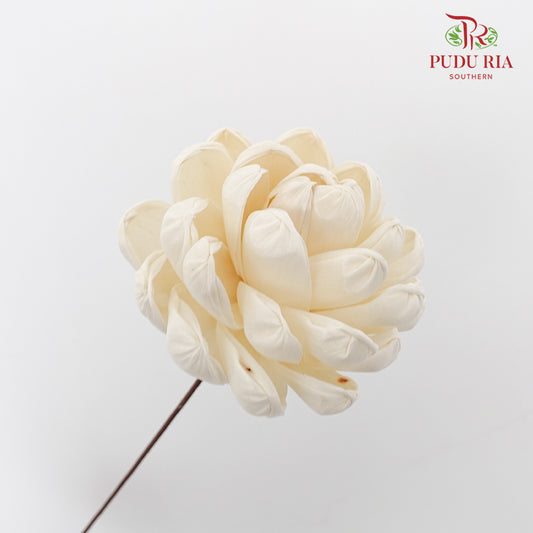 Dry Sola Wood Lotus - Pudu Ria Florist Southern