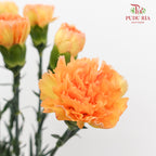 Carnation Gold Coast 黄金海岸康乃馨- (18-20 Stems)