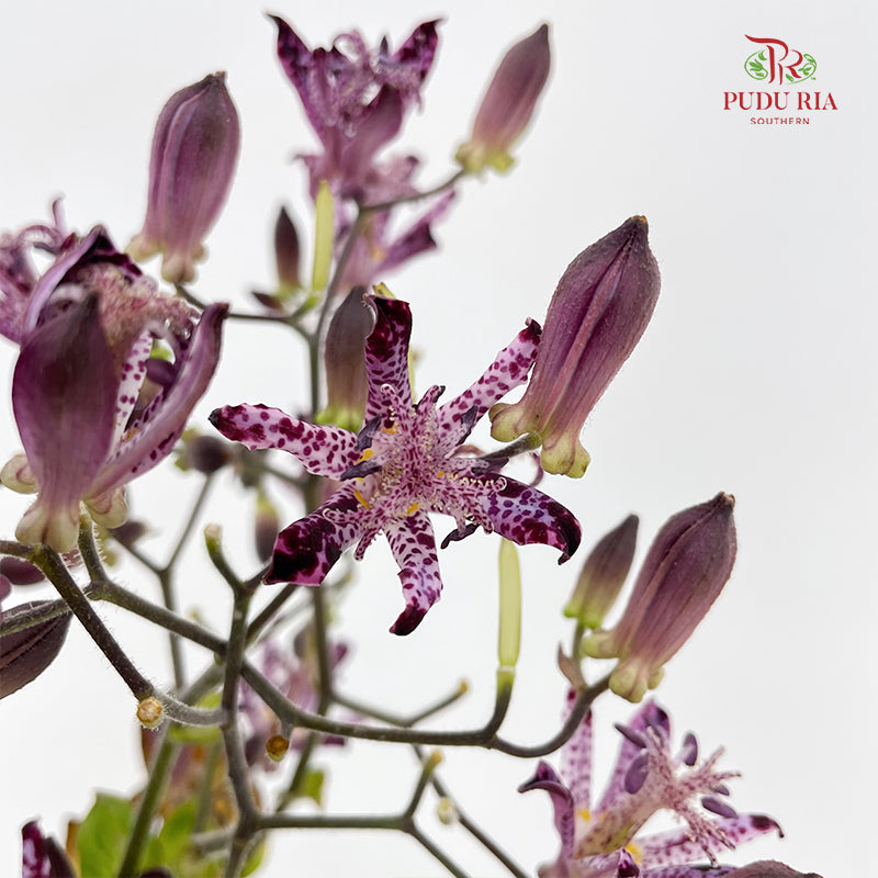 Tricyrtis 油点草 - (5 Stems)