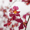 Dancing Lady Purple 文心兰 - (Per Bundle)
