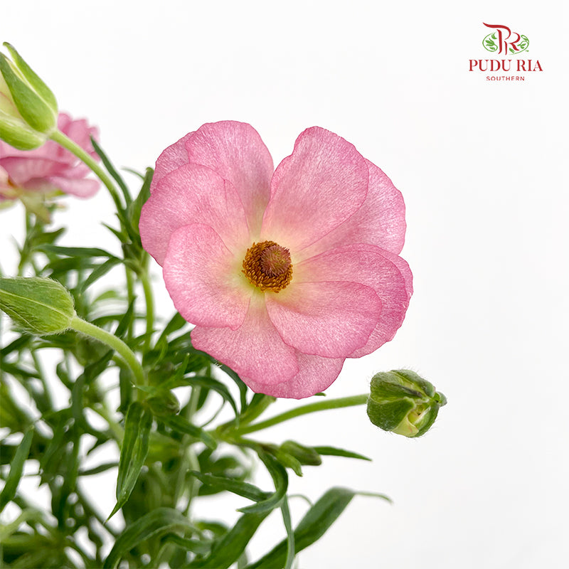 Ranunculus Butterfly Pink 蝴蝶洋牡丹 - (Per Bundle)