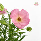 Ranunculus Butterfly Pink 蝴蝶洋牡丹 - (Per Bundle)