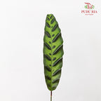Calathea Insignis / Peacock Leaf 猫眼竹芋 - (Per Bundle)