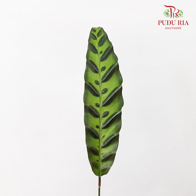 Calathea Insignis / Peacock Leaf 猫眼竹芋 - (Per Bundle)