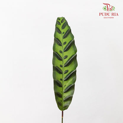 Calathea Insignis / Peacock Leaf 猫眼竹芋 - (Per Bundle)
