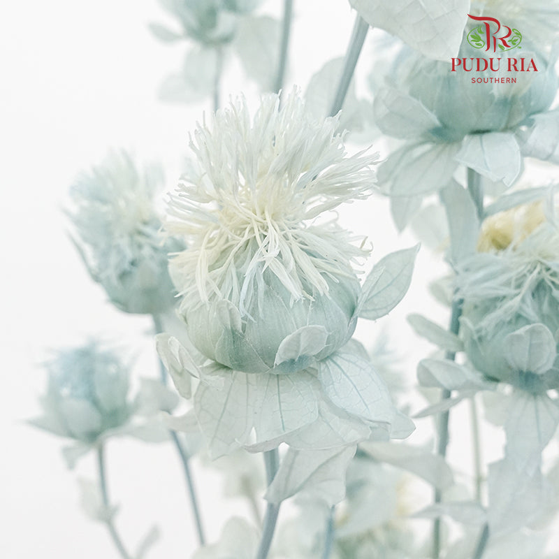 Dry Safflower - Light Blue